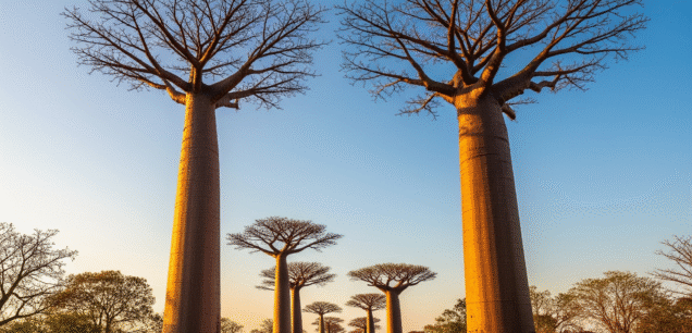 Madagasar